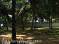 Beach land in Boosa, with coconut palms.