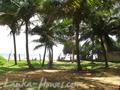 Beach land in Boosa, with coconut palms.