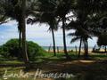 Beach land in Boosa, with coconut palms.