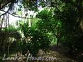 Beach Land in Rathgama, Boosa.