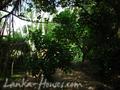 Beach Land in Rathgama, Boosa.