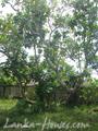 Beach Land in Rathgama, Boosa.