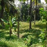Ahangma land surrounded by paddy field