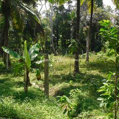 Ahangma land surrounded by paddy field