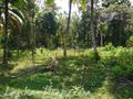 Ahangma land surrounded by paddy field