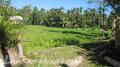 Ahangma land surrounded by paddy field