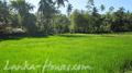 Ahangma land surrounded by paddy field