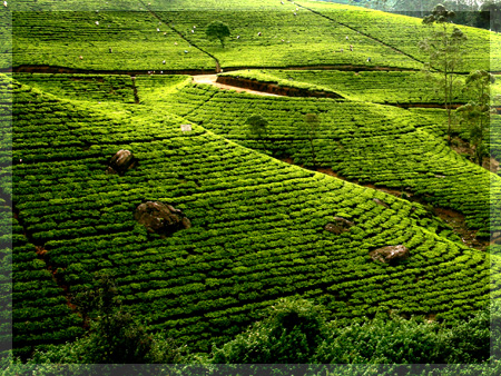 Highlands tea plantations