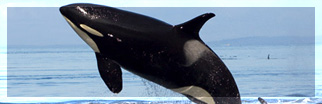 Whale and Dolphin watching