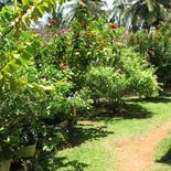 Sonri Villa Guesthouse (ex. SEA VIEW Upul Guest House)