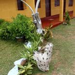 SABINA Holiday Resort &amp; Restaurant