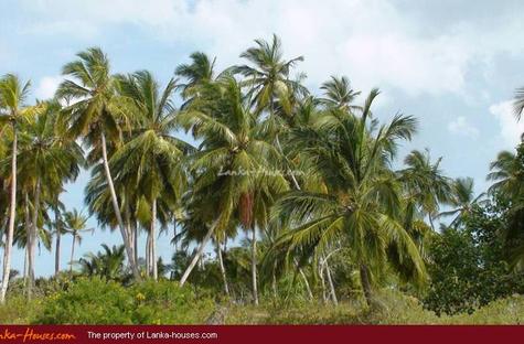 Beach Land in Tangalla area (150 perch)