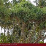 Beach Land in Tangalla area (150 perch)