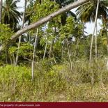 Beach Land in Tangalla area (150 perch)