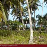Beach Land in Tangalla area (150 perch)