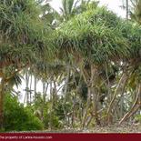 Beach Land in Tangalla area (150 perch)