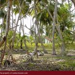 Beach Land in Tangalla area (150 perch)