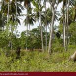 Beach Land in Tangalla area (150 perch)
