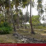 Beach Land in Tangalla area
