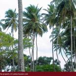 Beach Land in Tangalla area