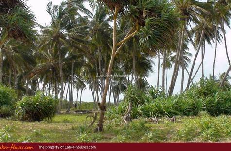 Beach Land in Tangalla area (1,5 acre)
