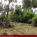 Beach Land in Tangalla area (1,5 acre)
