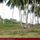 Beach Land in Tangalla area (1,5 acre)