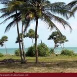 Beach Land in Tangalla area (1,5 acre)