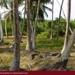 Beach Land in Tangalla area (1,5 acre)