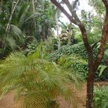 SUGATHAPALA House