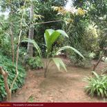 SUGATHAPALA House