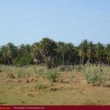 Huge beach land for sale in Pasicuda