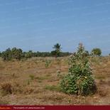 Huge beach land for sale in Pasicuda