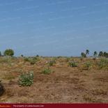 Huge beach land for sale in Pasicuda