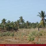 Huge beach land for sale in Pasicuda