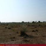 Huge beach land for sale in Pasicuda