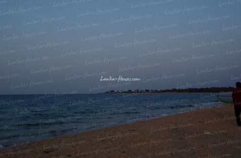 Huge land on the beach with 1000 palms