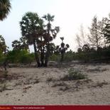 Huge land on the beach with 1000 palms