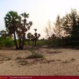 Huge land on the beach with 1000 palms