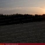 Huge land on the beach with 1000 palms