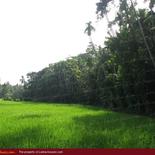 Land for Sale 3.5 km from Mirissa