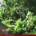 Land for Sale 3.5 km from Mirissa
