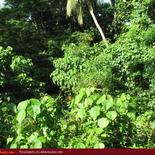 Land for Sale 3.5 km from Mirissa