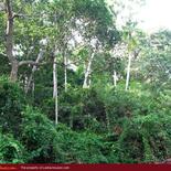 Land for Sale 3.5 km from Mirissa