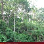 Land for Sale 3.5 km from Mirissa