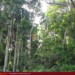 Land for Sale 3.5 km from Mirissa