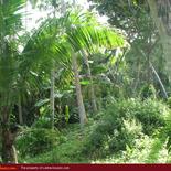 Land for Sale 3.5 km from Mirissa