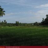 Land for Sale 3.5 km from Mirissa