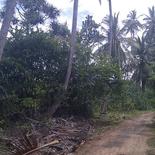 Land in Rekava beach.
