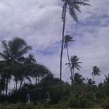 Land in Rekava beach.
